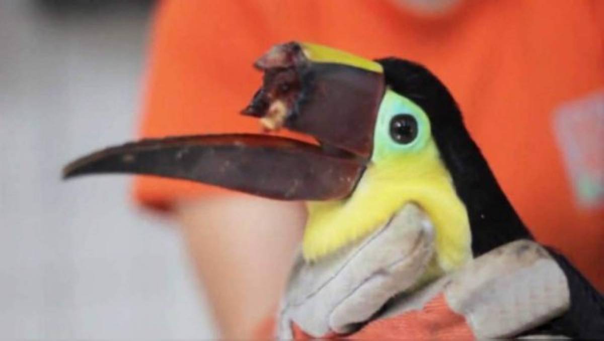 Atacaron un tucán y le arrancaron el pico en Costa Rica