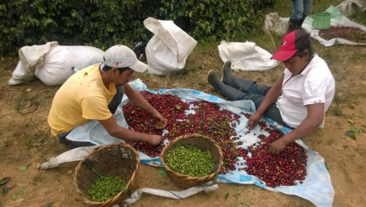 Honduras: La venta de café sostiene a Comayagua