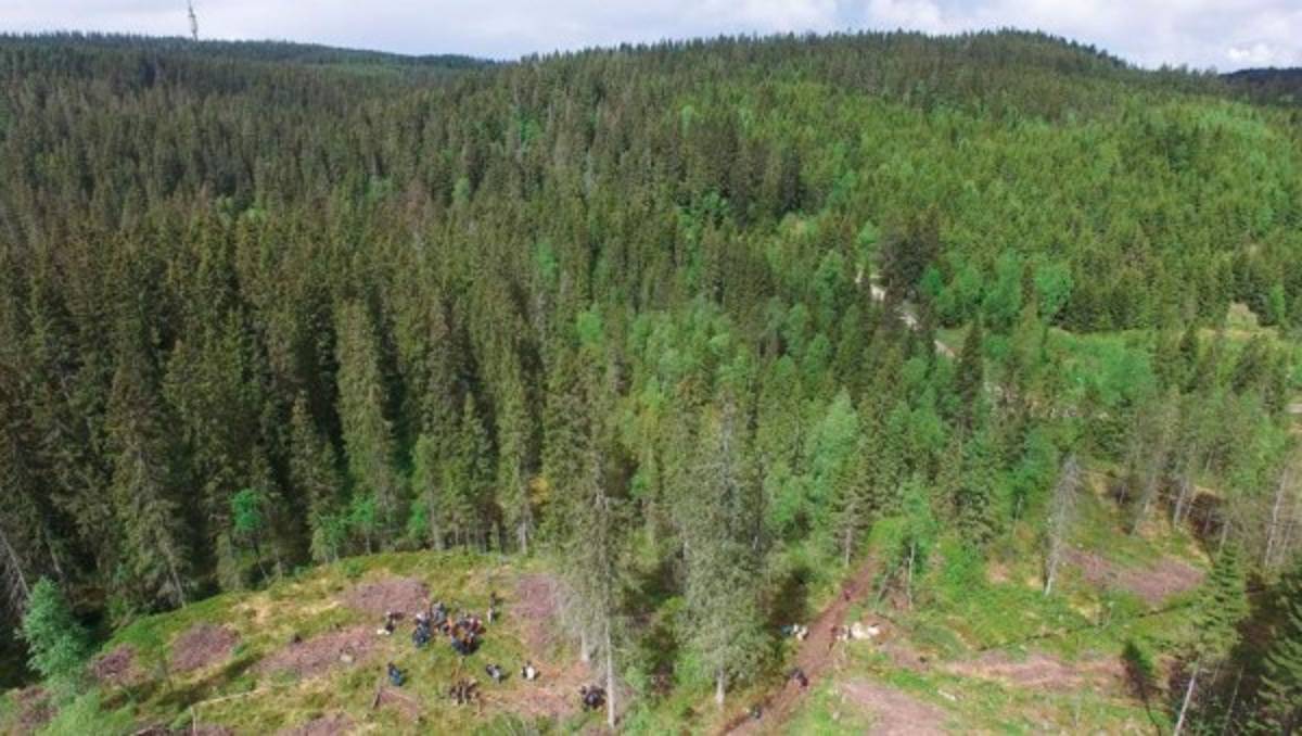 La biblioteca del futuro crece en un bosque de Noruega