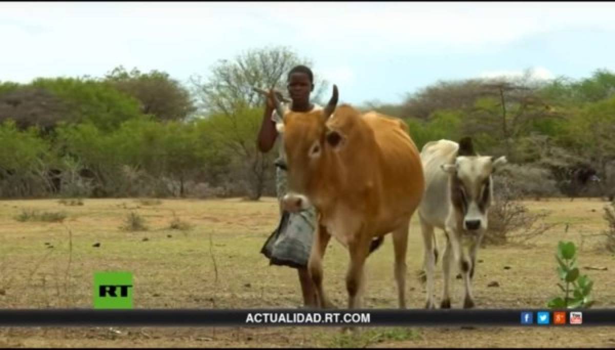 Tanzania, el país donde las niñas son intercambiadas por vacas