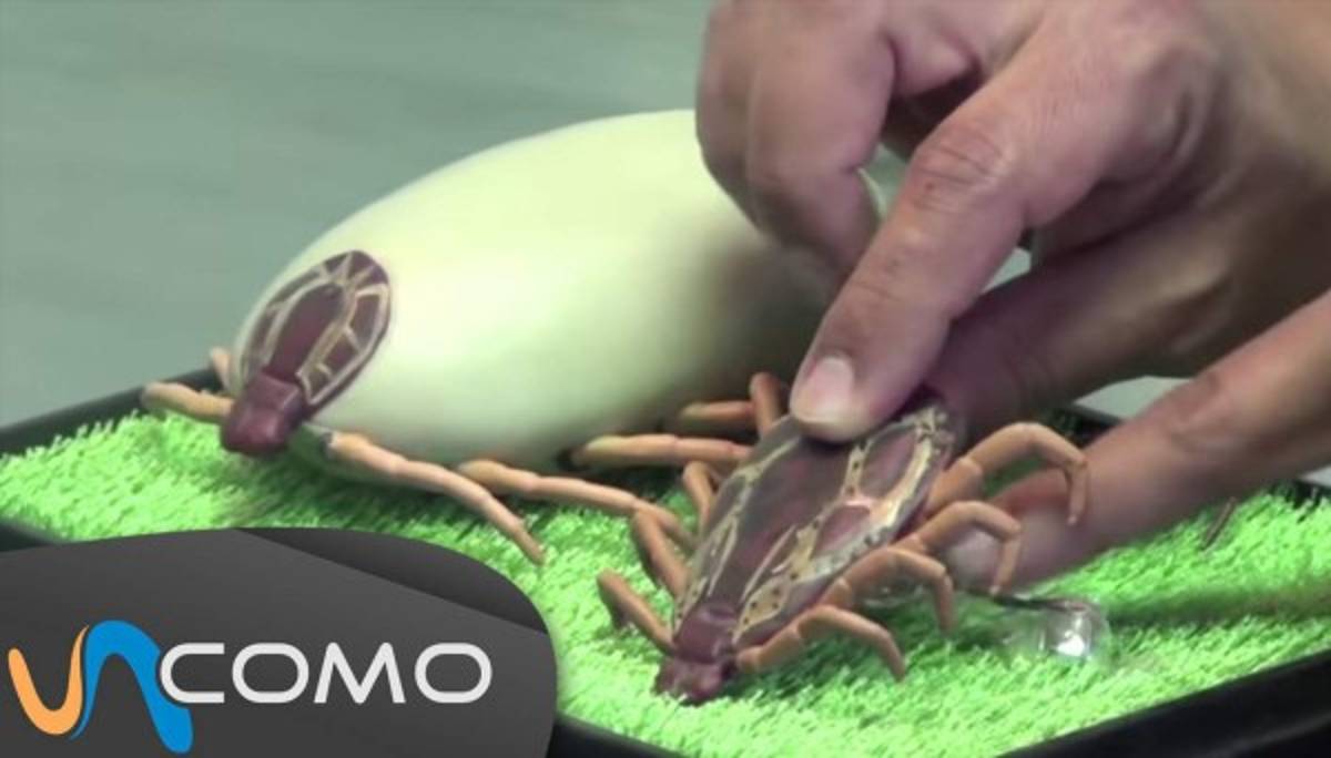 Acabe con los patacones y garrapatas de su mascota