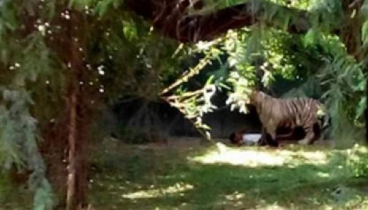 Un tigre mató a un estudiante en zoológico de Nueva Delhi