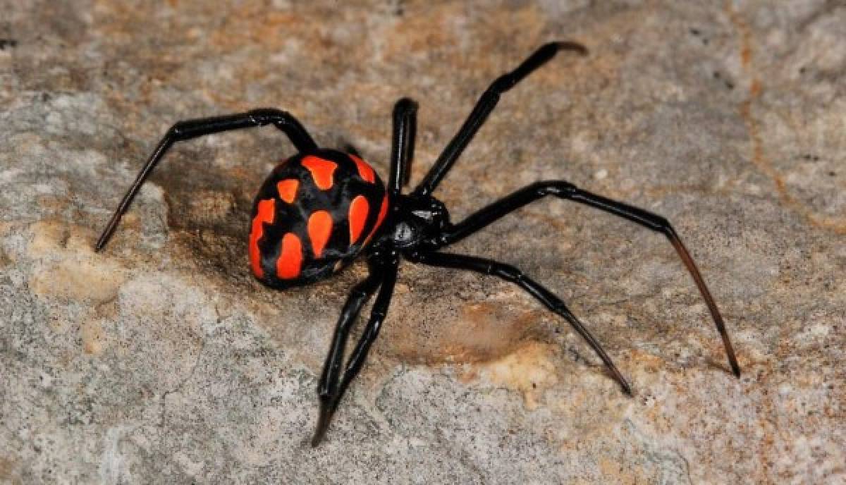 El macho de la viuda negra opta por arañas más jóvenes para sobrevivir al coito