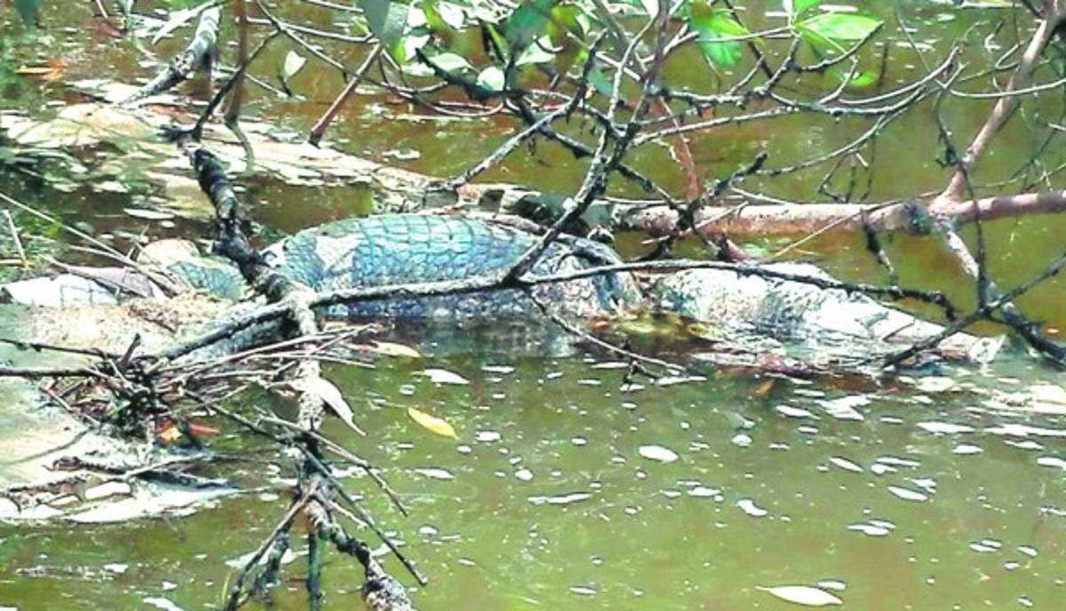 Pandilleros han destruido manglares para crear refugios