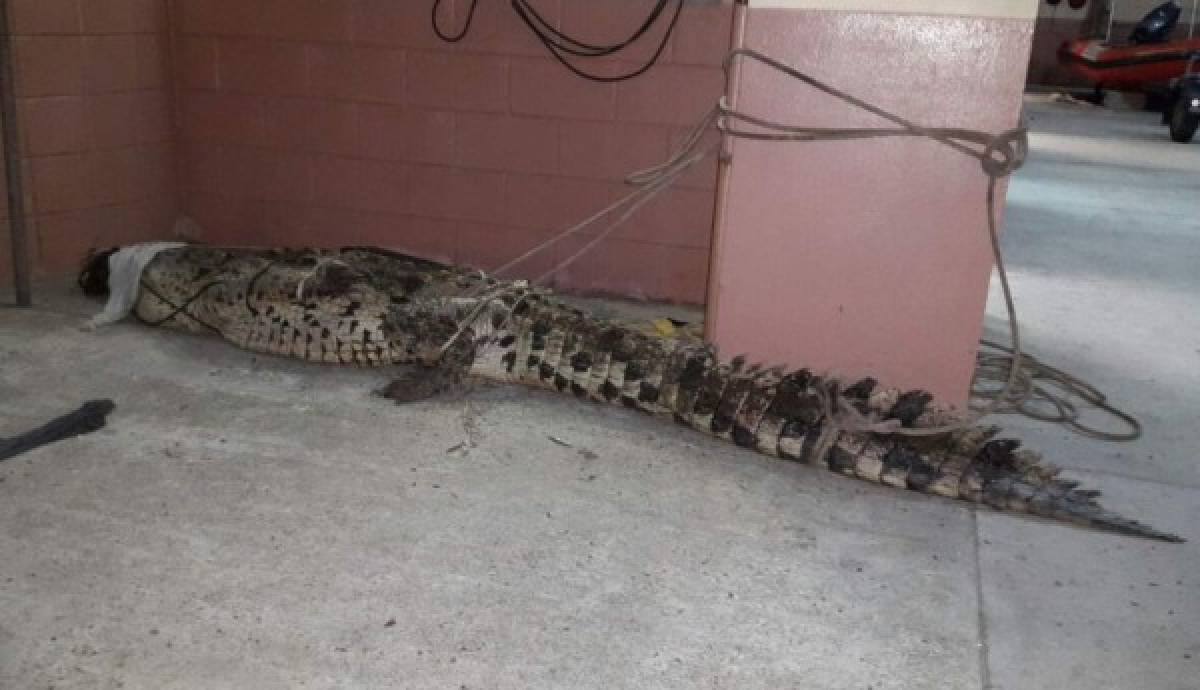 Honduras: Liberan cocodrilo que había sido rescatado en un sector de Omoa