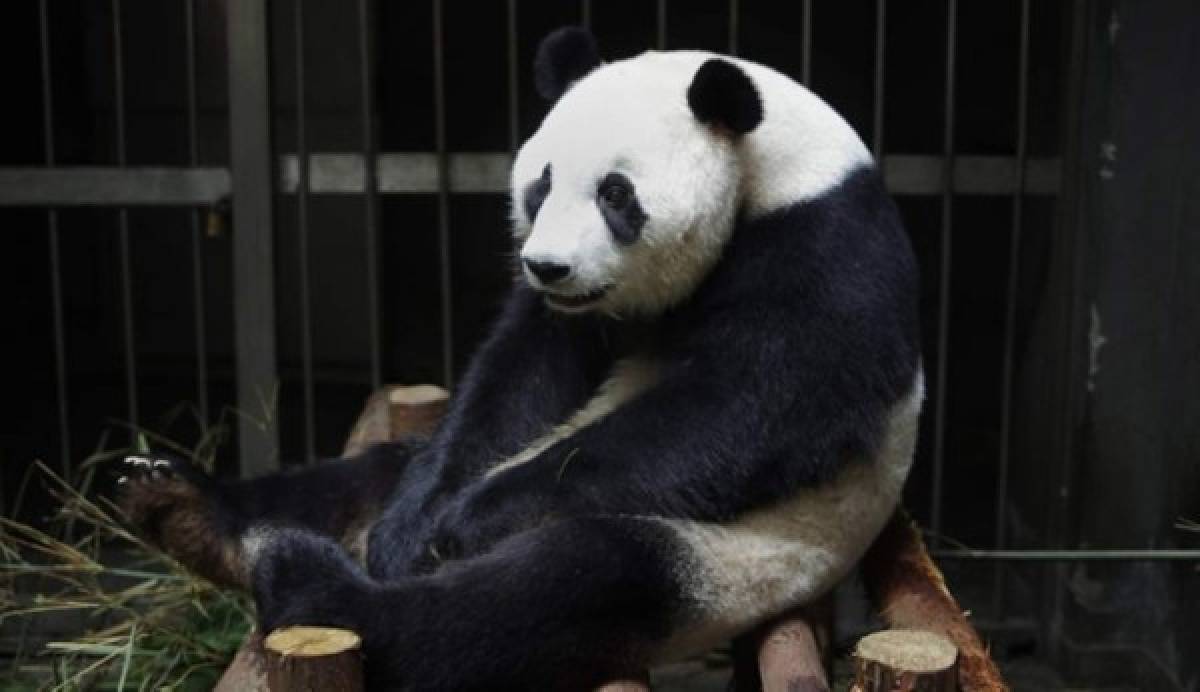 Una osa panda finge embarazo para obtener más comida