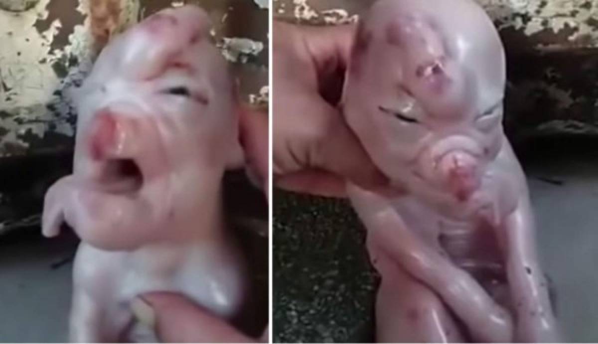 El curioso caso del cerdo mutante que nació con 'rostro humano' provoca horror en China