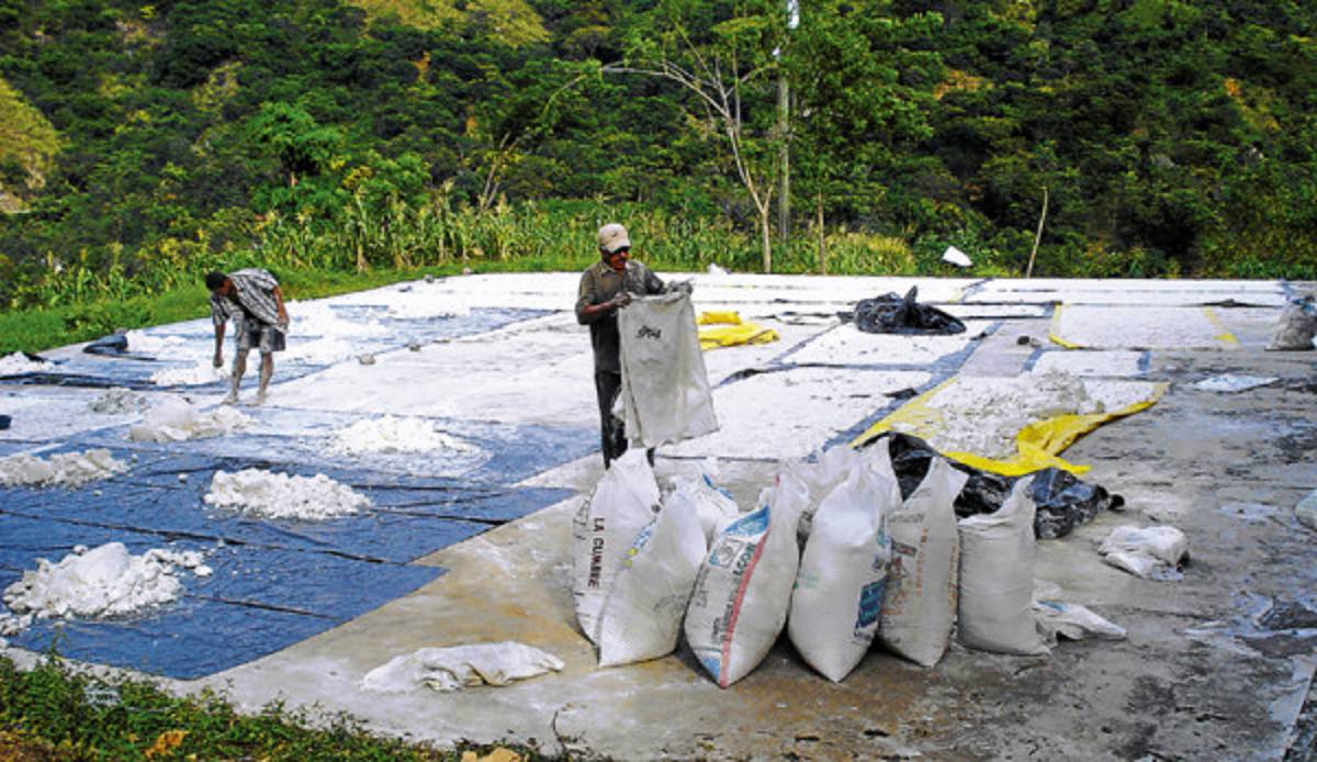 Exitosa producción de almidón en zona sur de Honduras