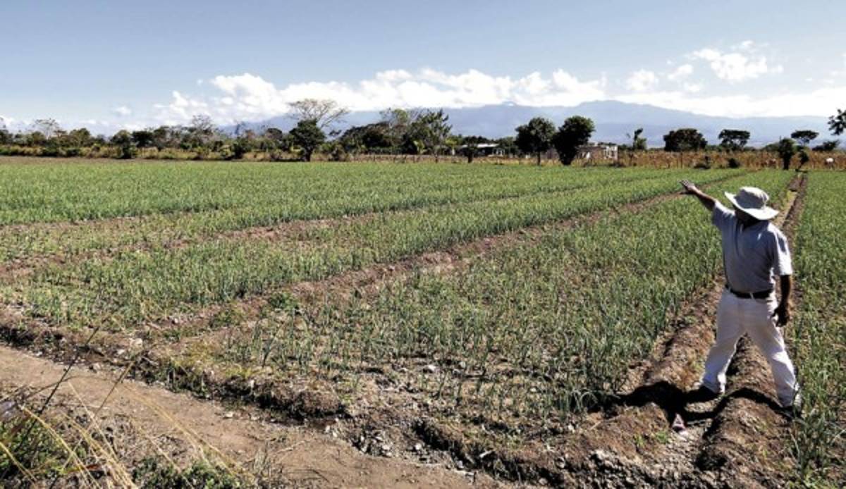 Extraña plaga arrasa con cultivos de cebollas