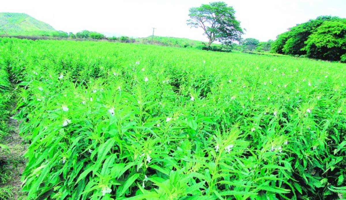 Cultivos alternativos mantienen a flote el sector agrícola del sur