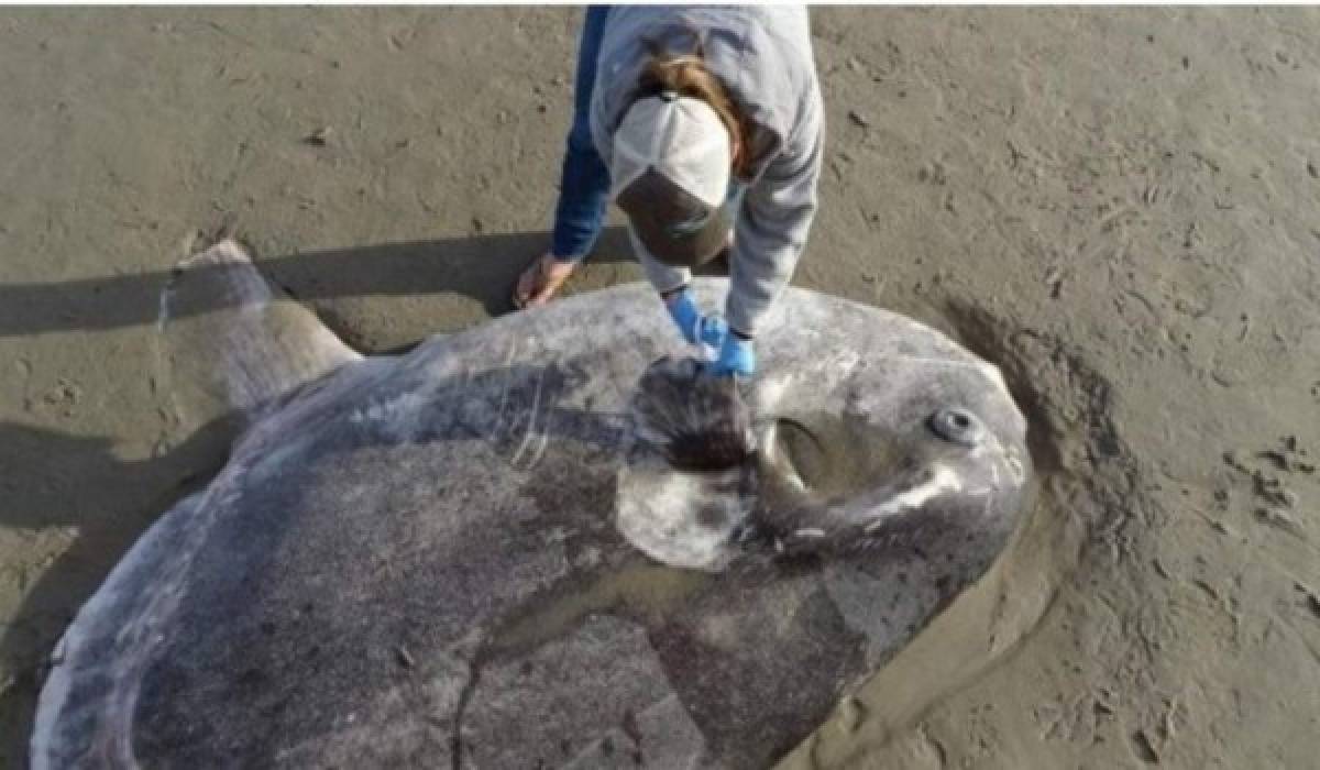 El enorme y aterrador pez que apareció en una playa de California, Estados Unidos