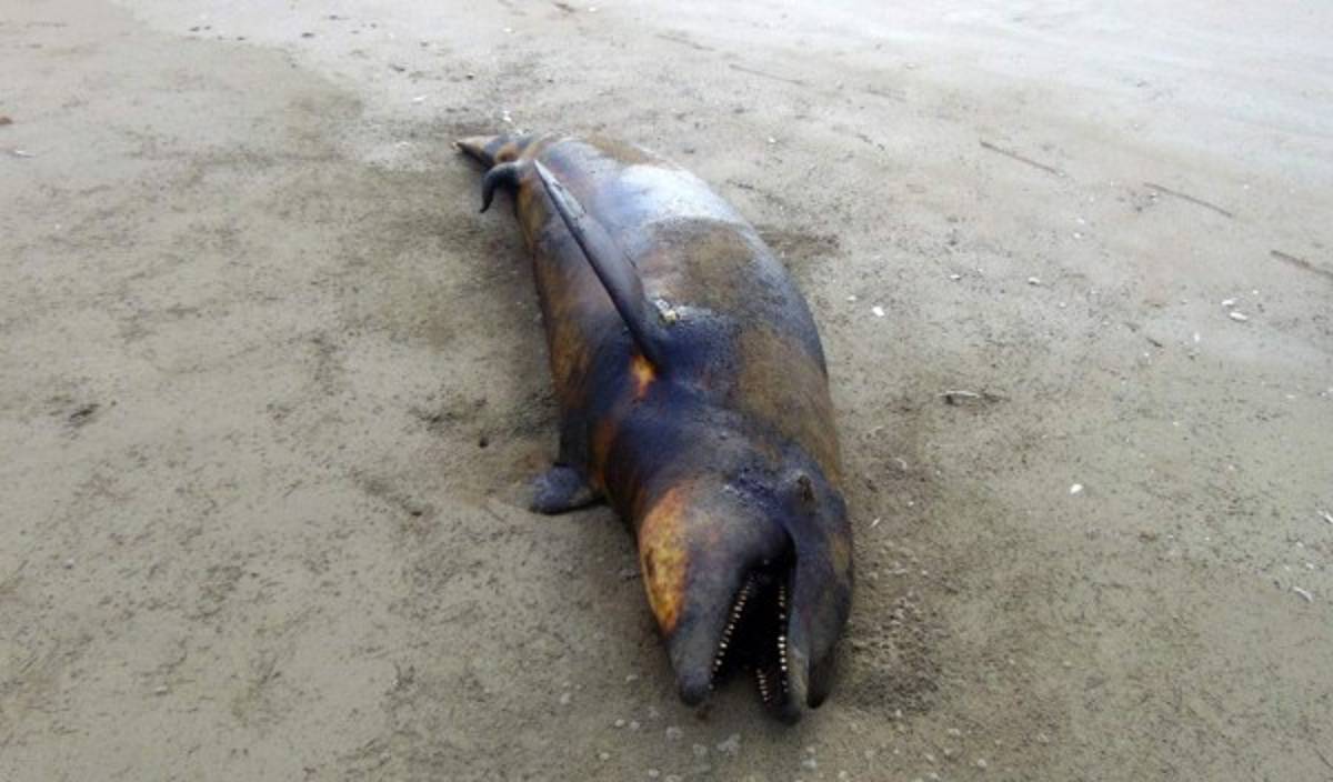 Aparecen muertos 21 delfines, 11 tortugas y lobos marinos en playa de México
