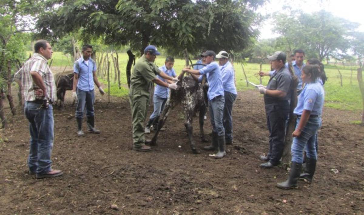 Ganaderos de El Paraíso empeñados en frenar la bruselosis en sus fincas