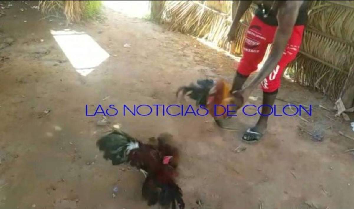 Una hora después de quedar libre, el gallo se mete a otro problema