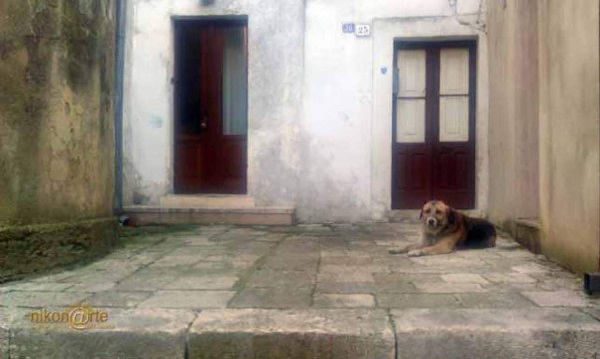 Ciccio, el perro que esperaba en la iglesia a su dueña fallecida