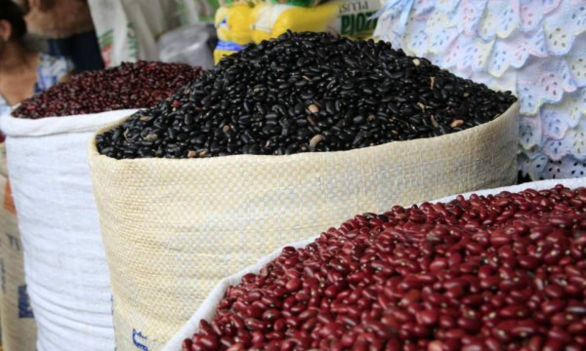 Instituto Hondureño de Mercadeo Agrícola garantiza reserva de granos básicos