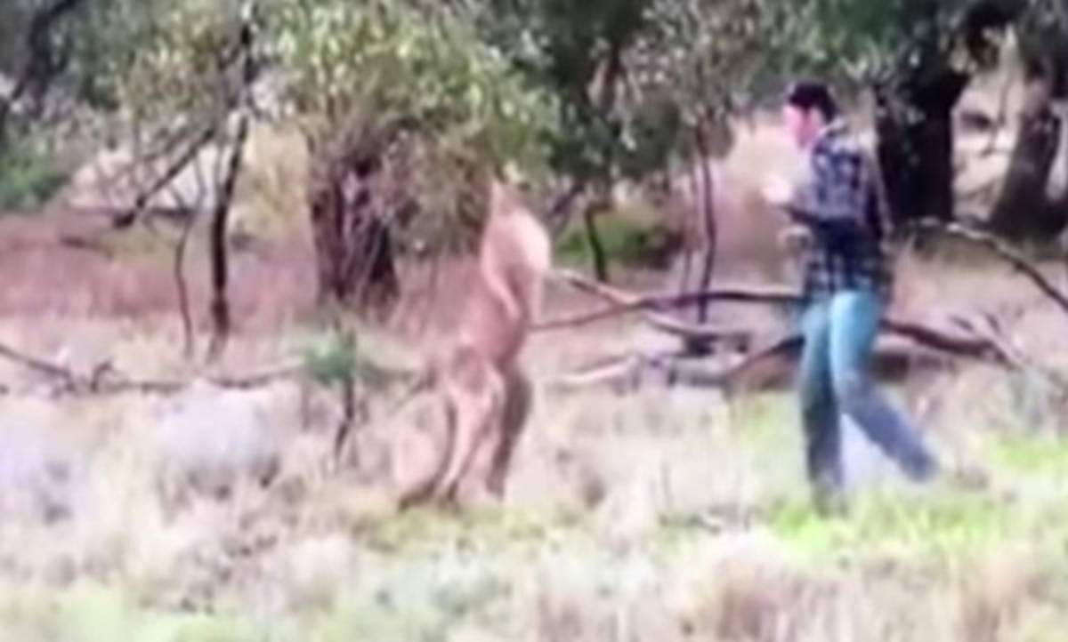 Video: Hombre se va a golpes con un canguro por defender a su perro