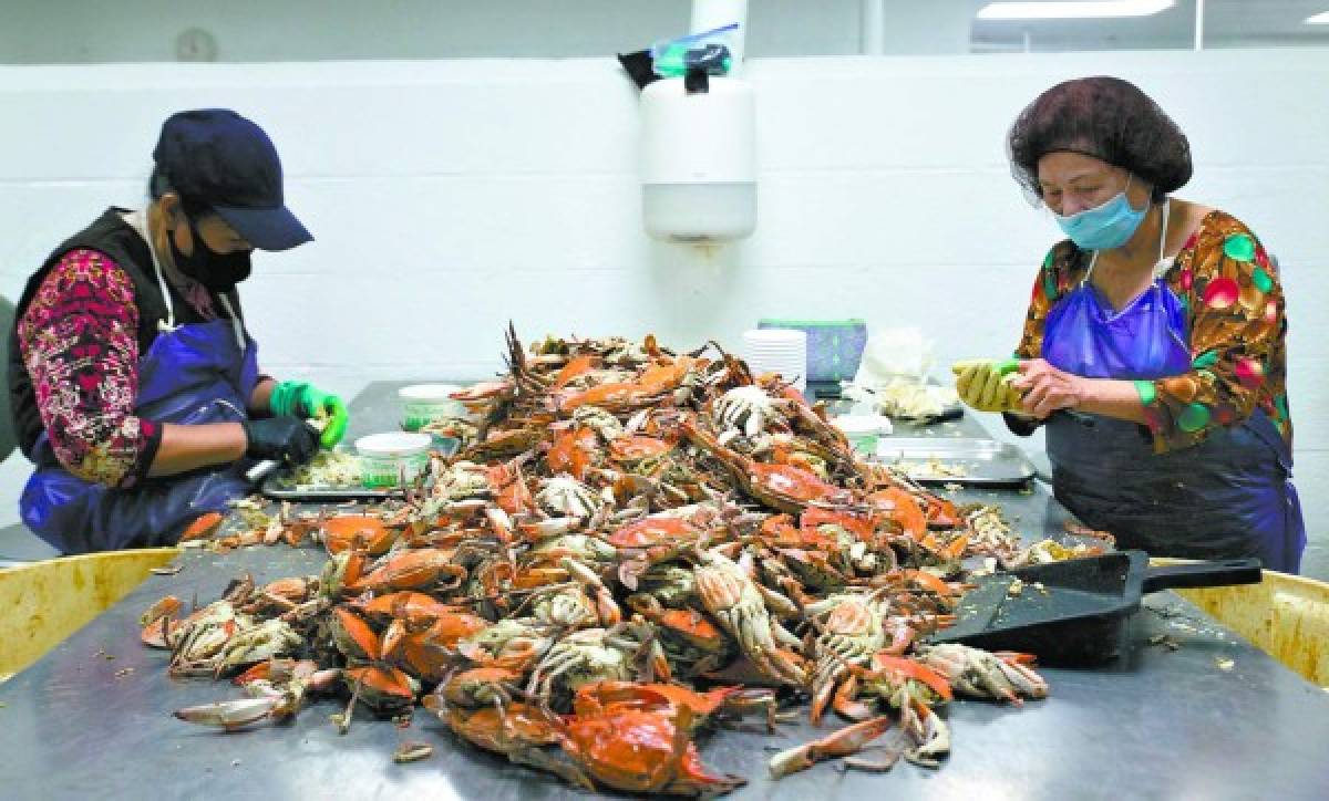 Se paraliza icónica industria de cangrejo en EE UU por falta de obreros migrantes