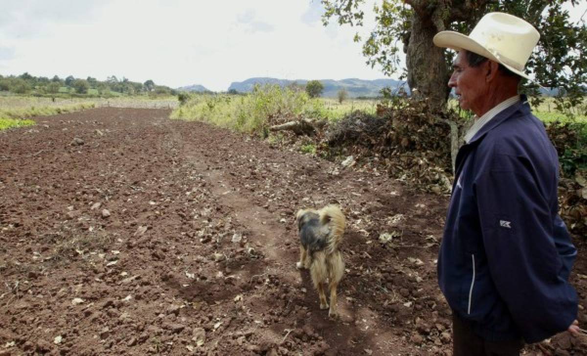 Gobierno impulsa la producción agrícola en el Distrito Central