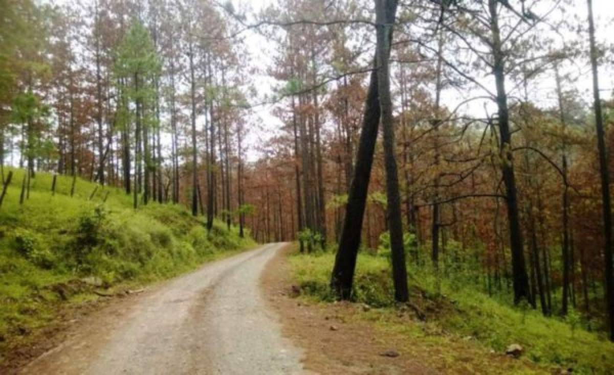 Honduras: 390 mil hectáreas de bosque de pino ha afectado el gorgojo descortezador