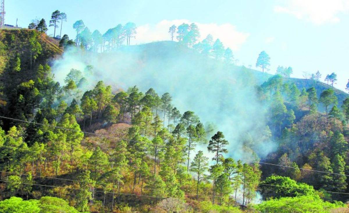 Instalarán observatorios forestales contra incendios