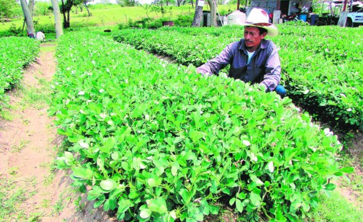 Cultivos alternativos mantienen a flote el sector agrícola del sur