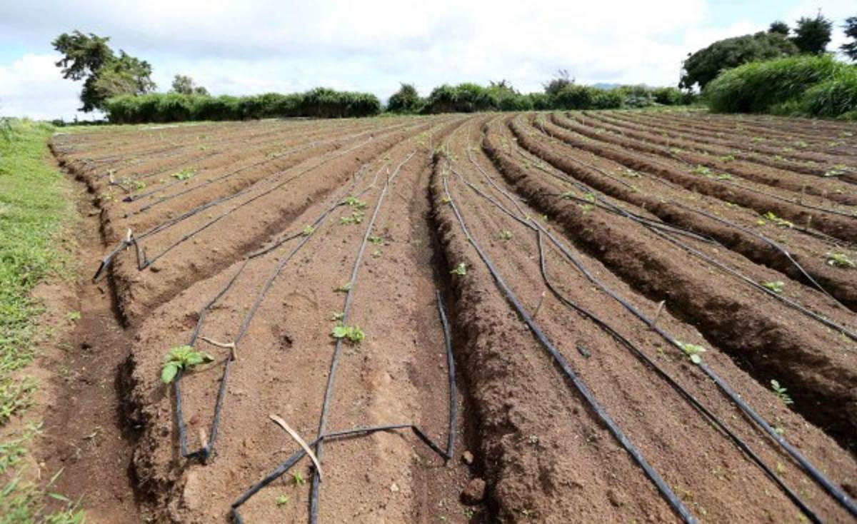 Envían a La Gaceta el decreto para exonerar al agro de Honduras