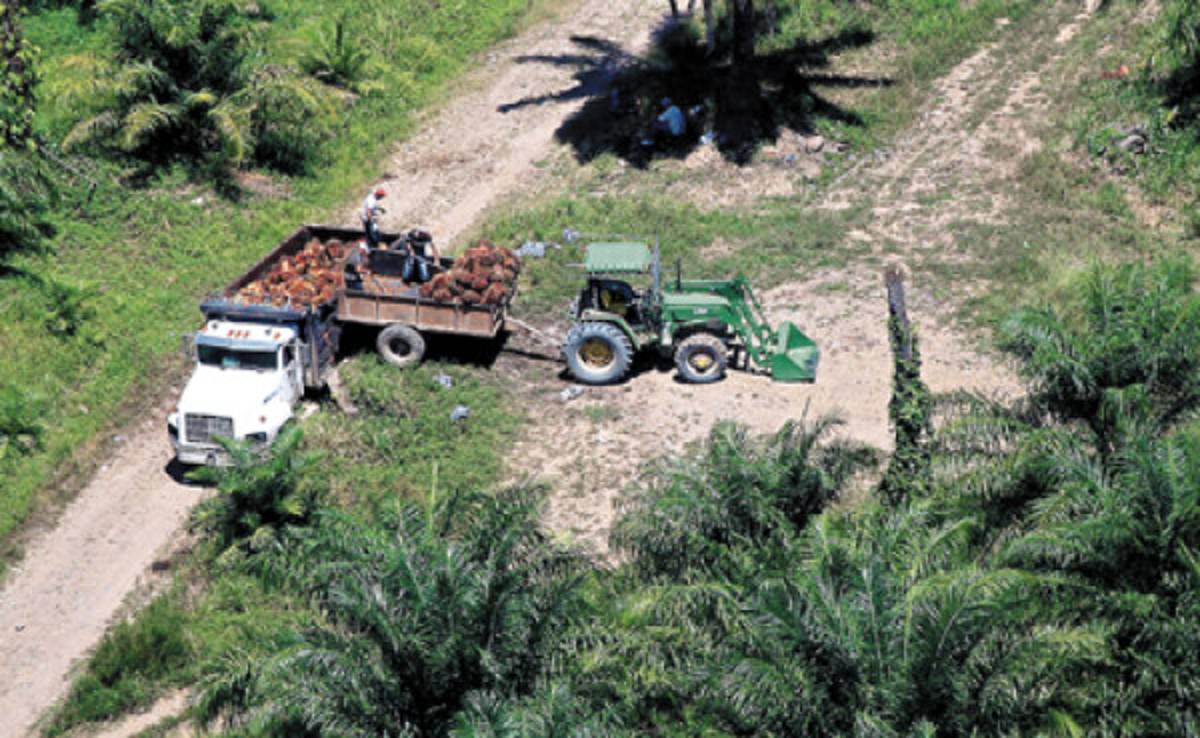 MUCA: Campesinos no venderán sus tierras