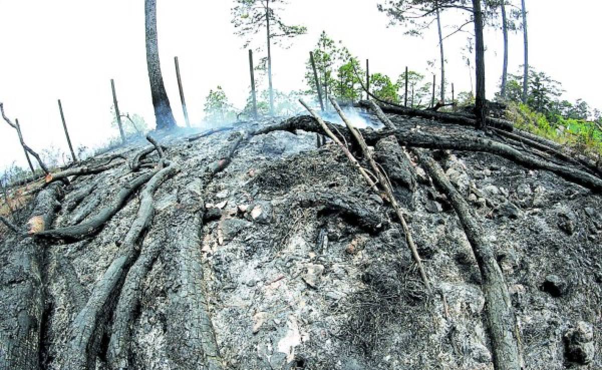 El incendio que consumió más de 400 hectáreas de bosque regresó ayer.