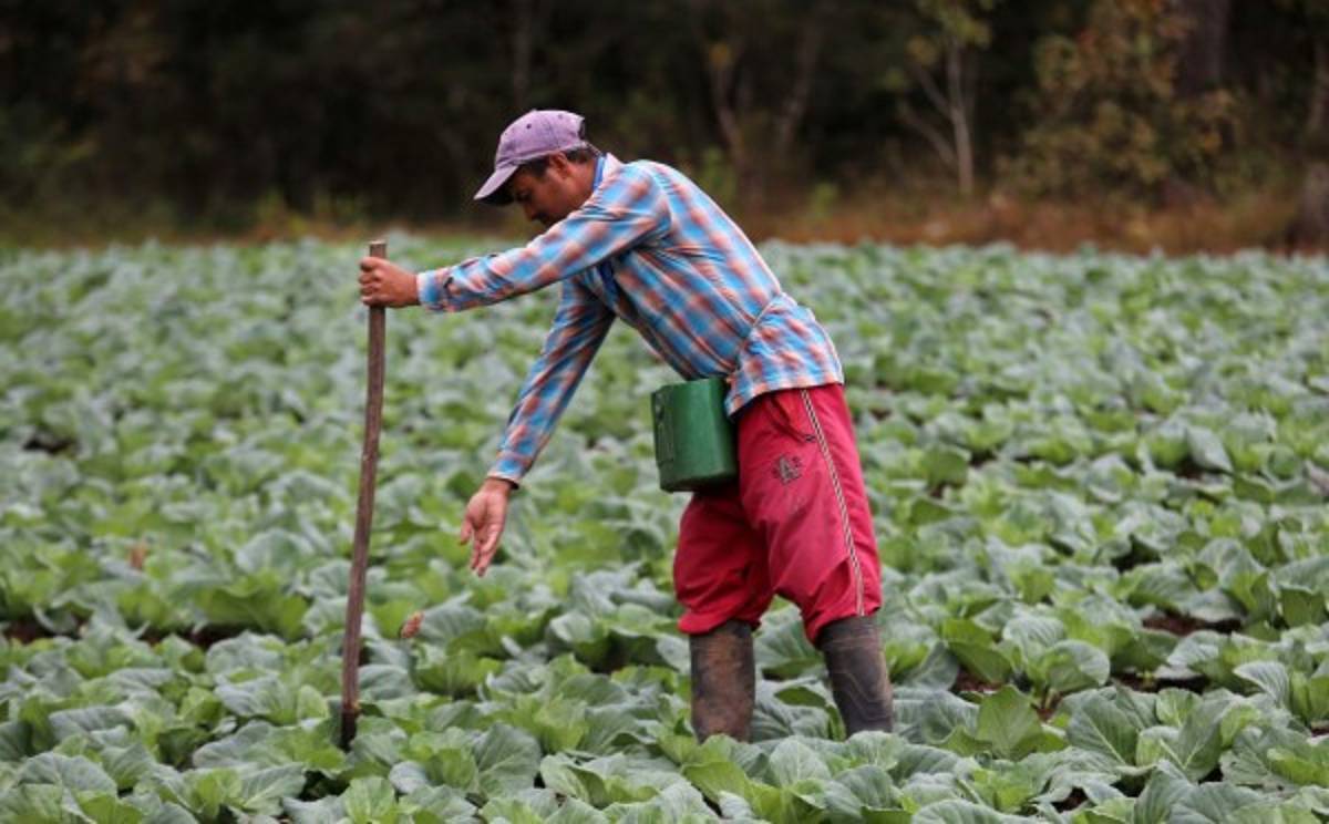 BANHPROVI ha colocado 2,282.8 millones de lempiras en 2018