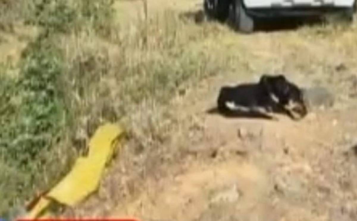 Matan a joven que había sido raptado y es hallado junto a su perro