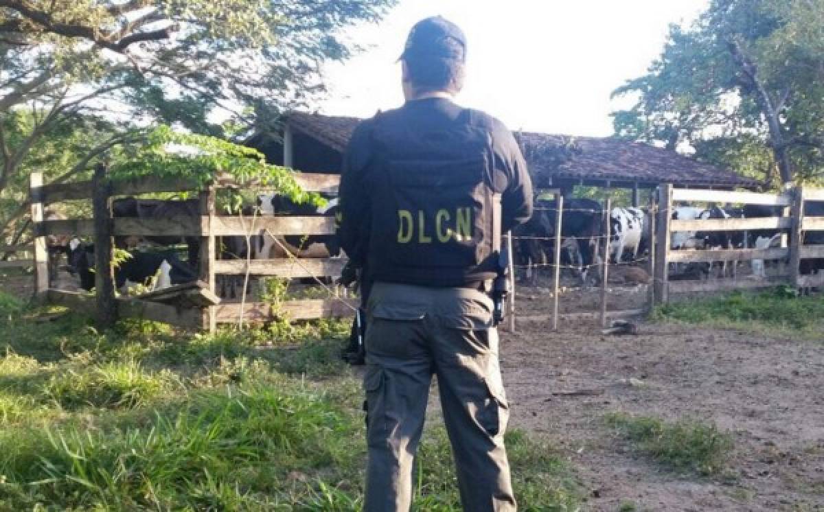 'Operación Tauro': Golpe al crimen en el departamento de Olancho