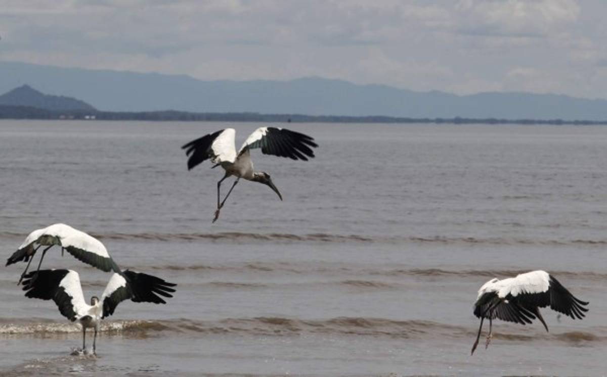 Amapala ruge como destino turístico desde la Isla del Tigre