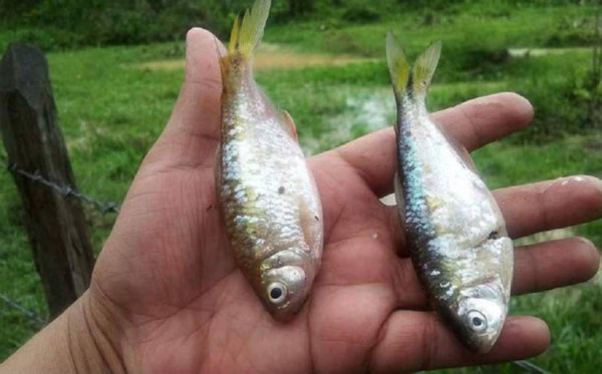 'Lluvia de peces' cae en norte de Honduras