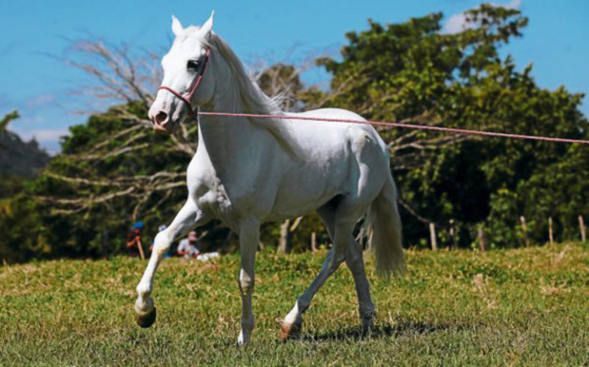 Los caballos tienen una escuela en Talanga