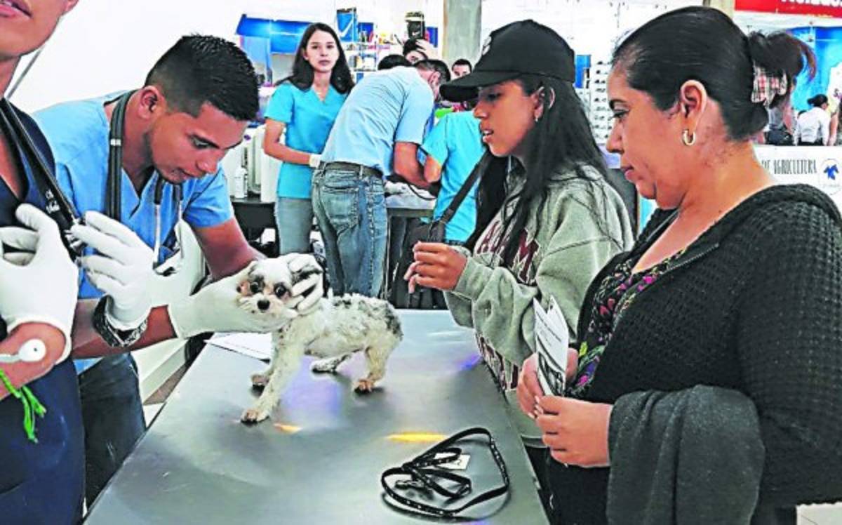 Veterinarios hondureños con vocación a servir a la comunidad