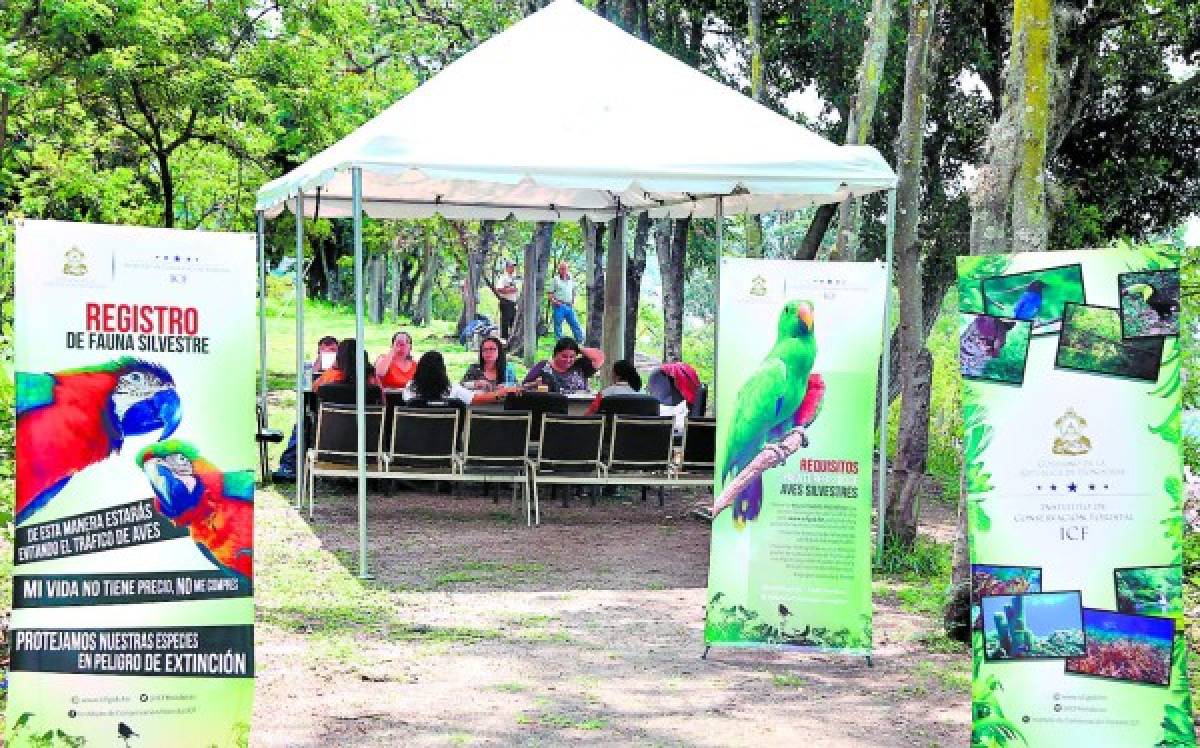 Próxima semana devolverán fondos de la inscripción de aves de vida silvestre