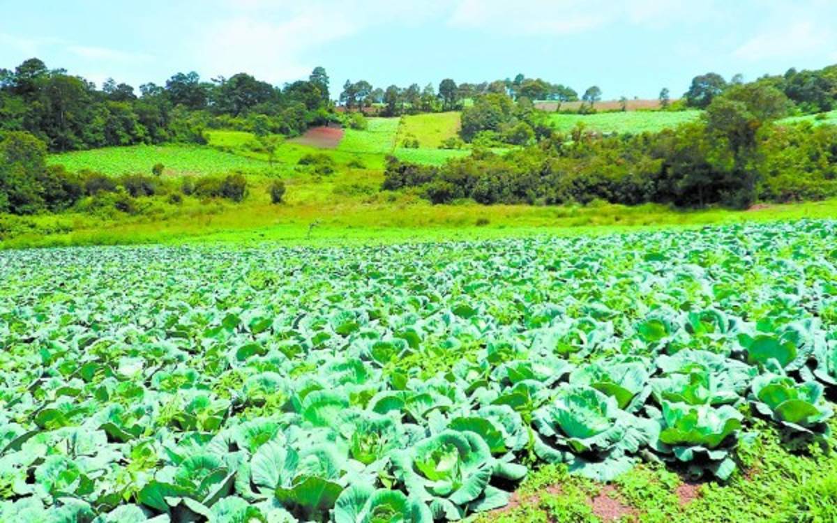 Yerba Buena, un monumento de la creación