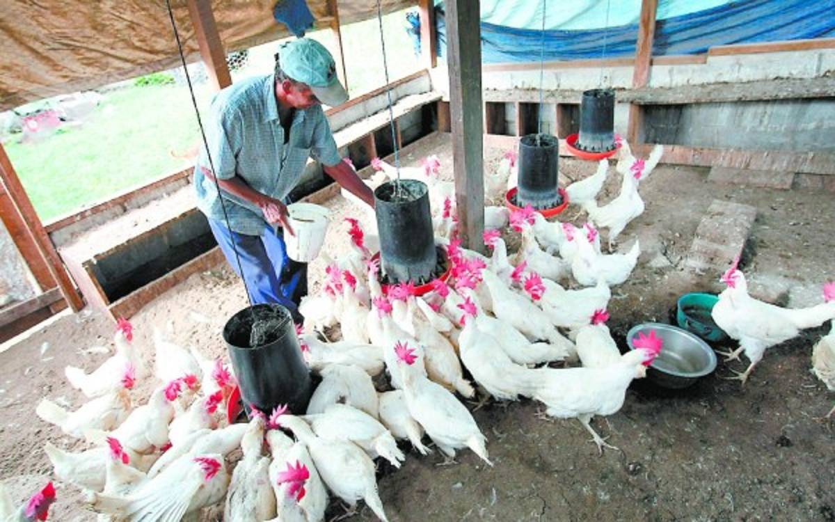 Tardanza de Estados Unidos al certificar la carne de pollo