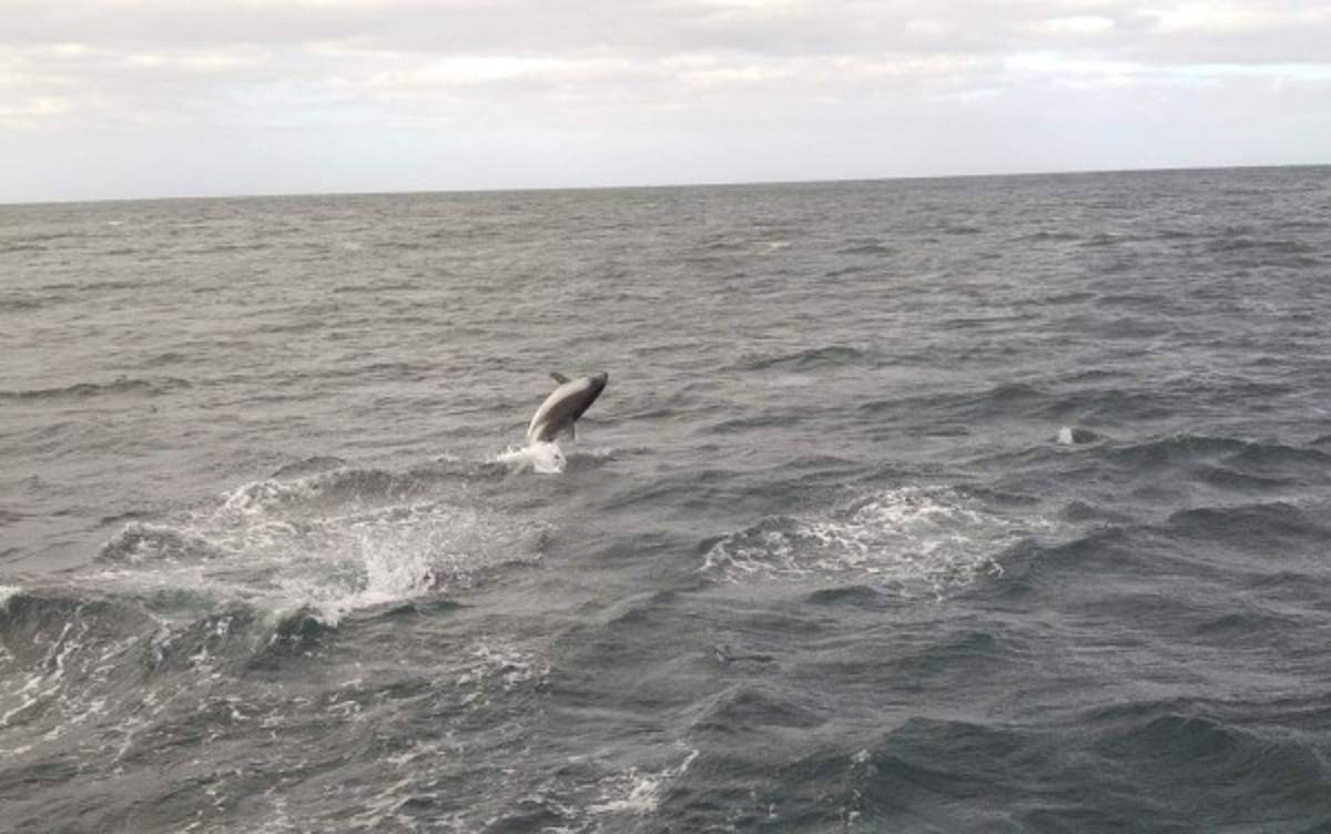 Islas Falkland: en el fin del mundo queda un bello paraíso
