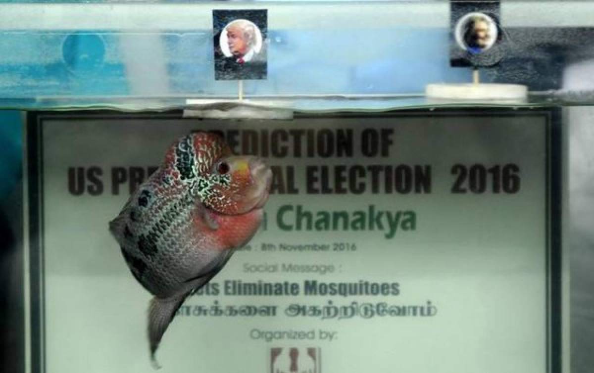 Después del mono chino, un pez indio predice la victoria de Donald Trump