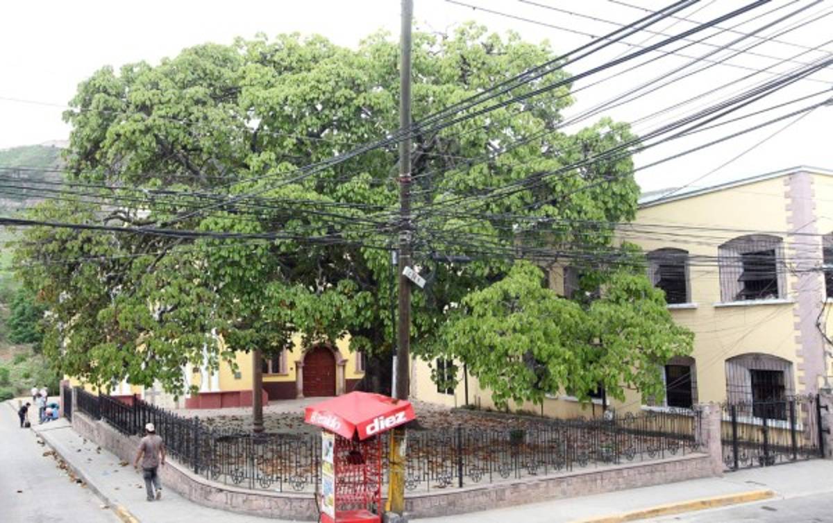 Históricos árboles, testigos del tiempo en la capital