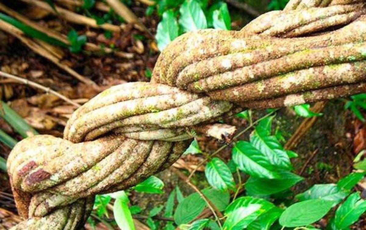 La droga amazónica ayahuasca seduce a celebridades y psiquiatras en EEUU   