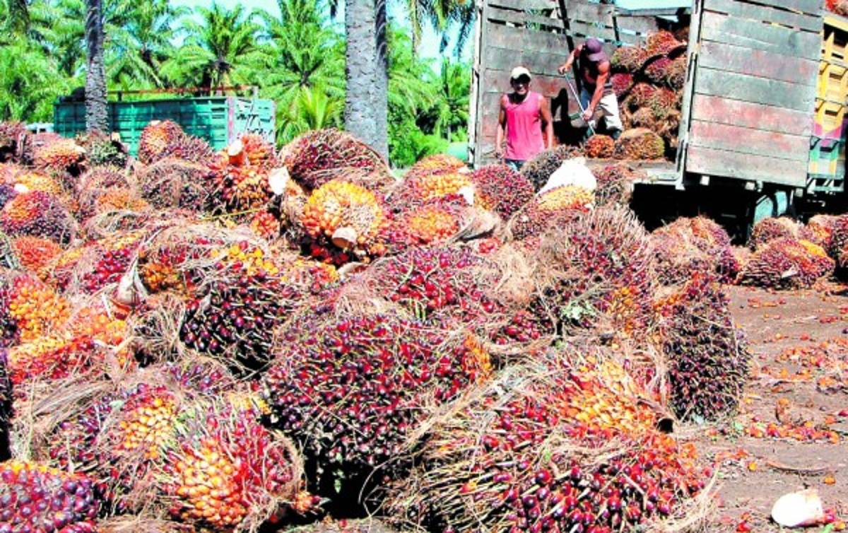 3-. Aceite de Palma.