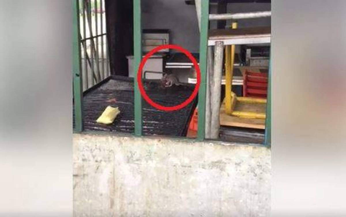 Video capta rata comiendo sobre el asador de restaurante hondureño