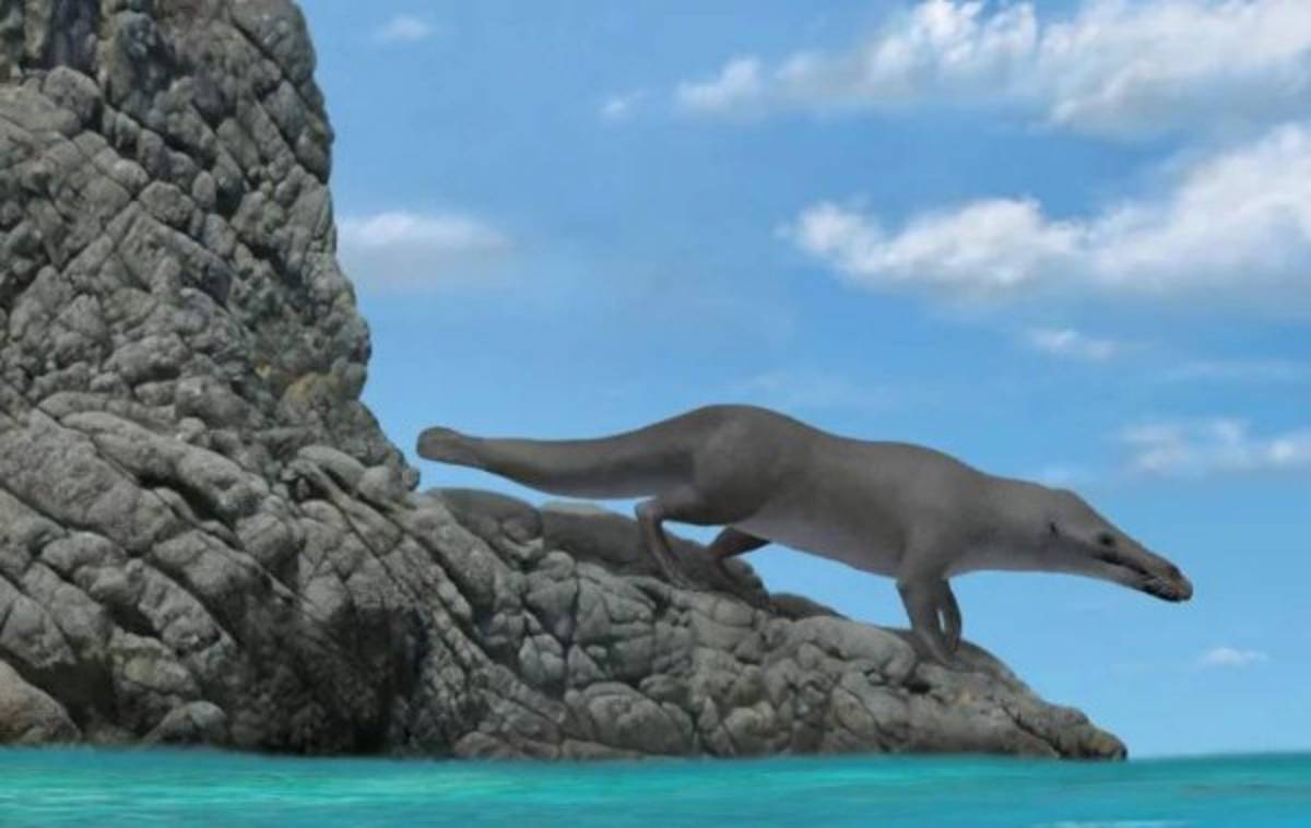 Descubrimiento de fósil de ballena de cuatro patas sorprende en Perú