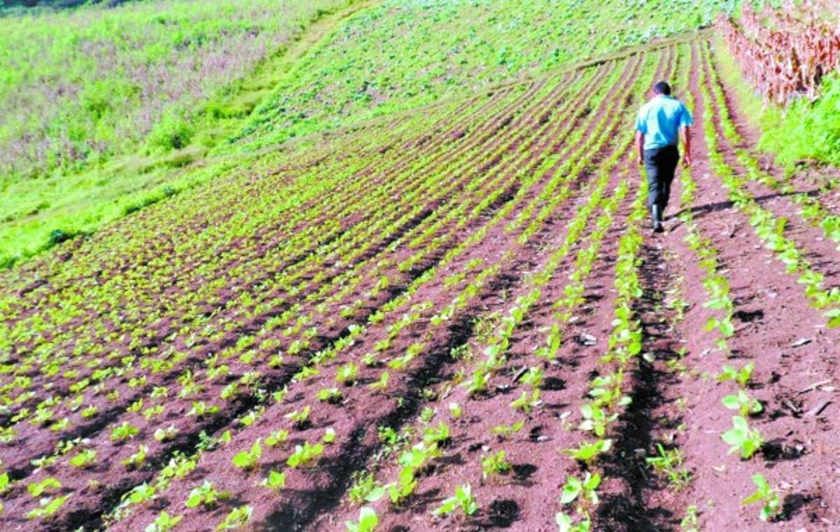 Yerba Buena, un monumento de la creación