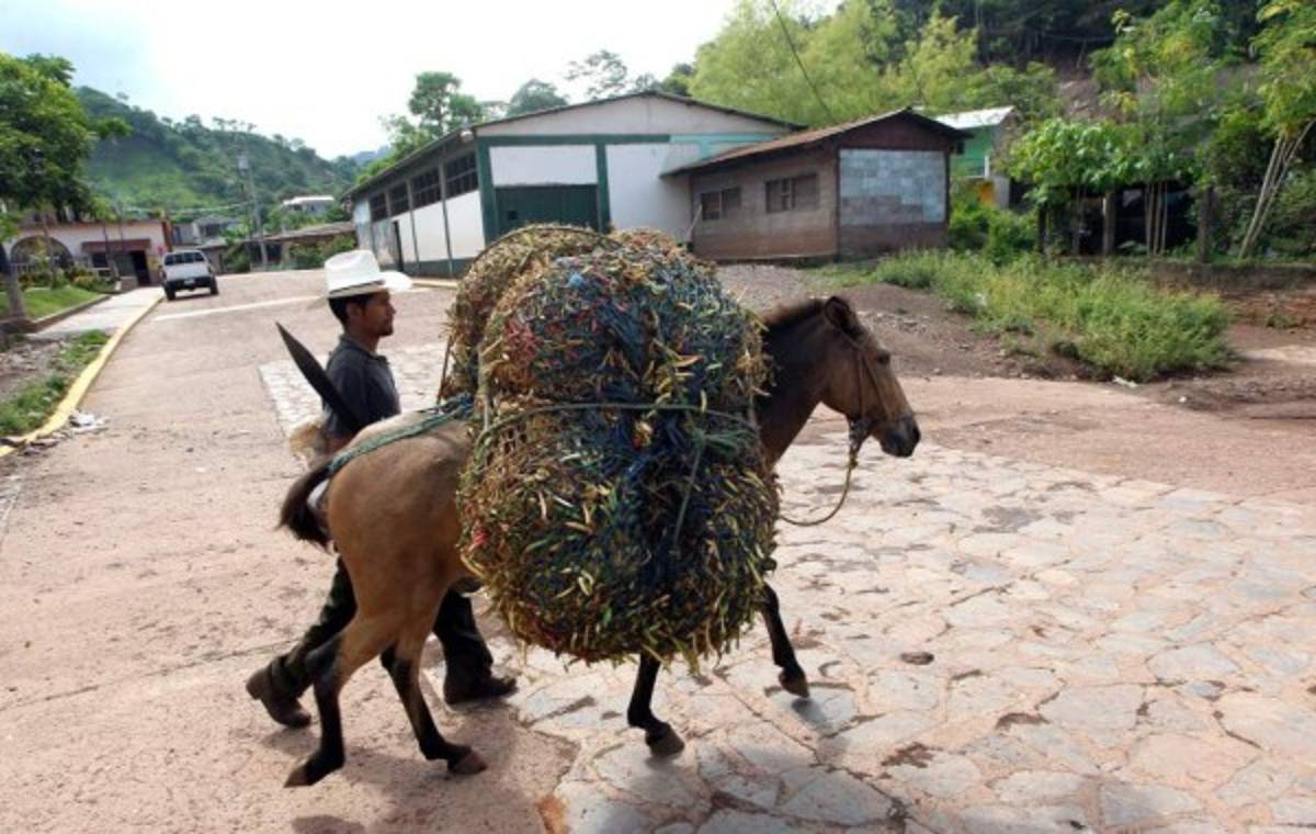 Santa Bárbara, tierra del café y del junco