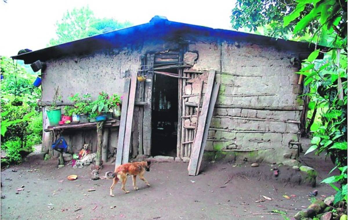 Chinche picuda propaga el mal de Chagas en 16 municipios de Olancho