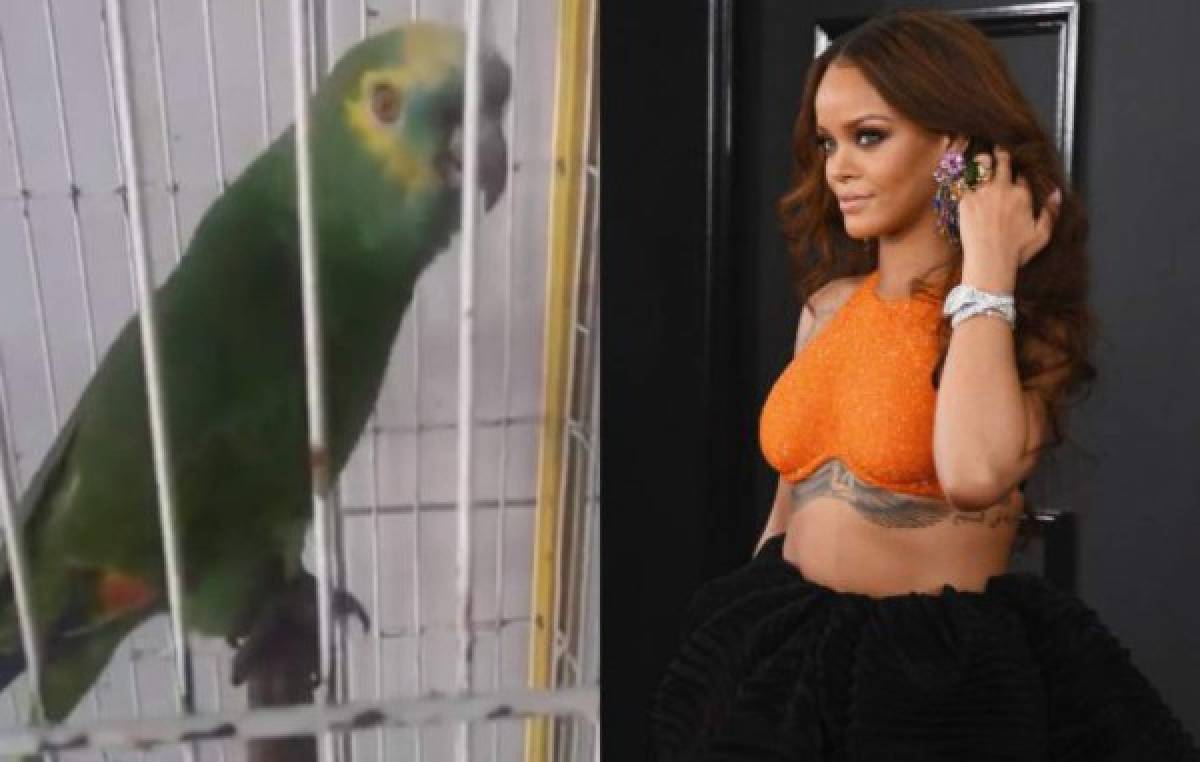 Viral: Un loro canta igual que Rihanna y arrasa las redes sociales